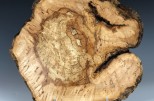 Maple burl #53-67 (12.25" wide x 2.25" high $175)