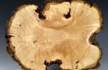 Maple burl #53-68 (15" wide x 3" high $220)