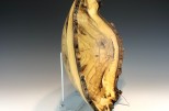 Poplar Burl #41-92 (15.5" wide x 4.5" high $250) VIEW 4