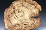 Maple burl - spalted -  #55-66 (19.25" wide x 3.5" high $395) View 1