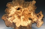 Maple burl #55-67 (20" wide x 4.75" high $450) View 1