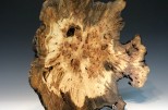 Maple burl #55-67 (20" wide x 4.75" high $450) View 2