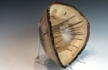 Ambrosia Maple #55-02 (13.25" wide x 5.75" high $175) VIEW 4