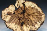 Maple burl #54-20 (19.5" wide x 4" high $435) View 3